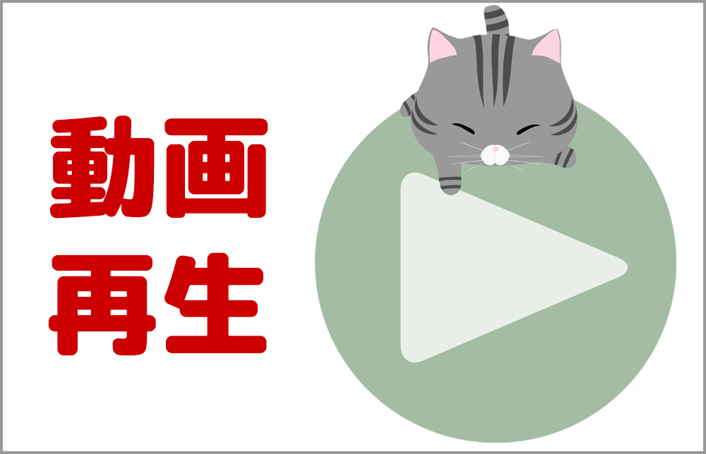 宮城県ペットショップ/ペットショップ鈴花　子猫情報／メインクーンとノルウェージャンフォレストキャットのミックス子猫